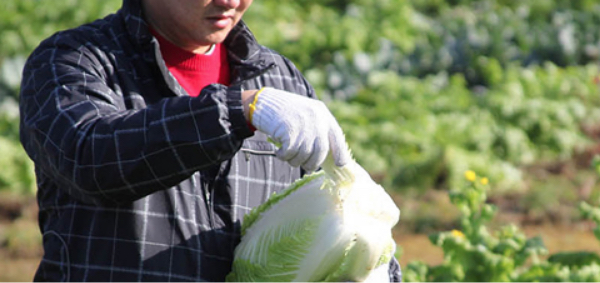 北海道十勝農場イメージ