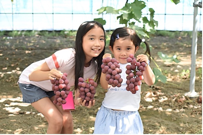 ぶどう・梨収穫体験